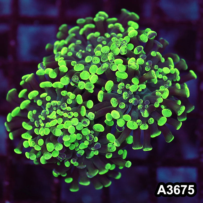 Item#A3675LW3675(M) WYSIWYG Indo Ultra Branching Hammer Colony