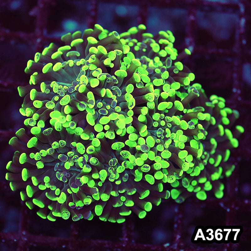 Item#A3677LW3677(M) WYSIWYG Indo Ultra Branching Hammer Colony