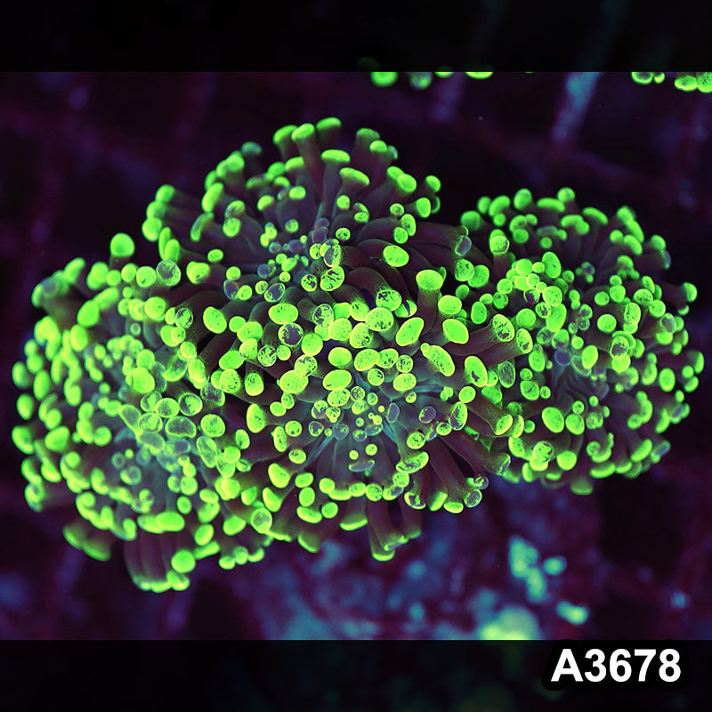 Item#A3678LW3678(M) WYSIWYG Indo Ultra Branching Hammer Colony