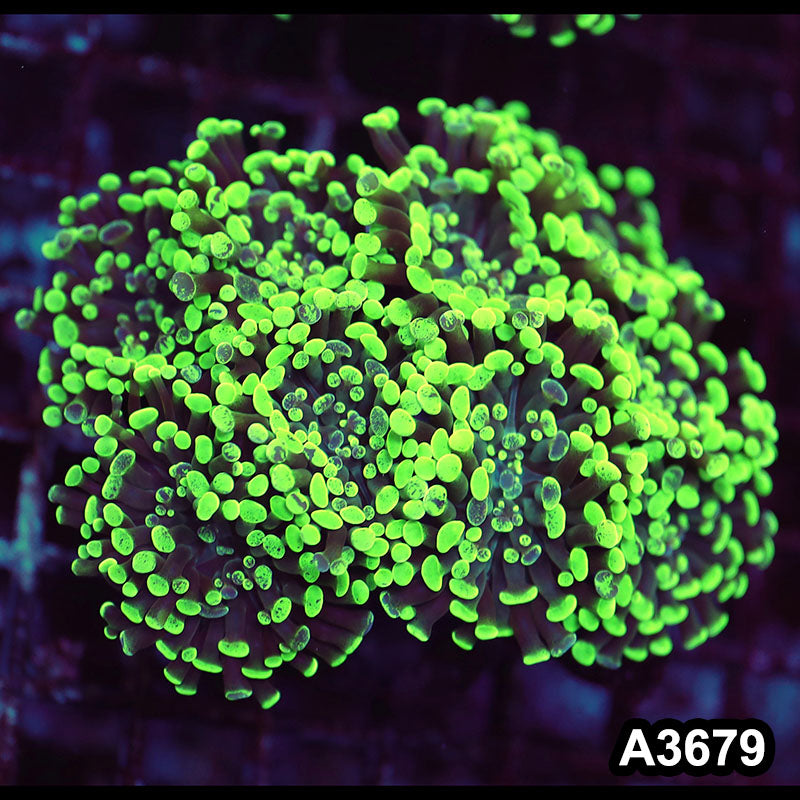 Item#A3679LW3679(M) WYSIWYG Indo Ultra Branching Hammer Colony