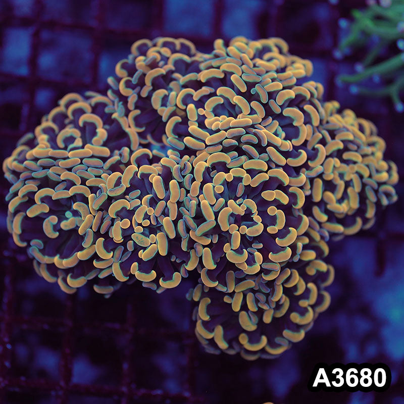 Item#A3680LW3680(L) WYSIWYG Indo Ultra Unique Branching Hammer Colony