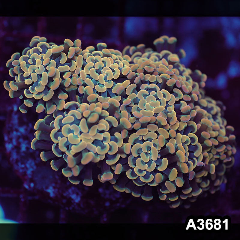 Item#A3681LW3681(L) WYSIWYG Indo Ultra Unique Branching Hammer Colony