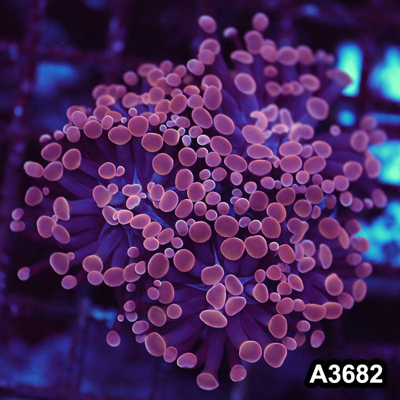 Item#A3682LW3682(M) WYSIWYG Indo Ultra Unique Branching Hammer Colony