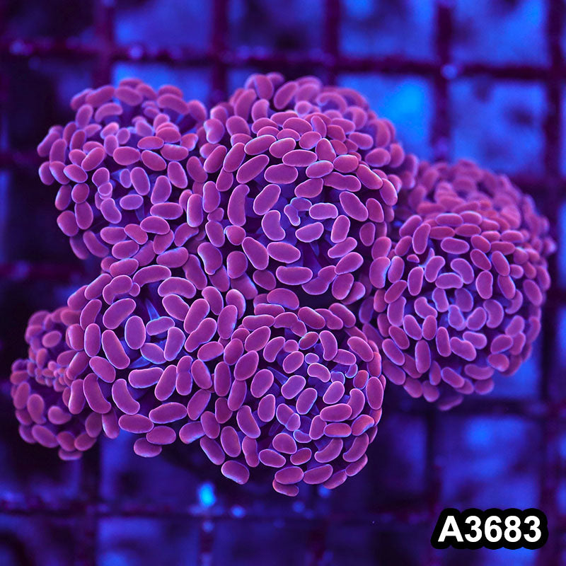 Item#A3683LW3683(M) WYSIWYG Indo Ultra Unique Branching Hammer Colony