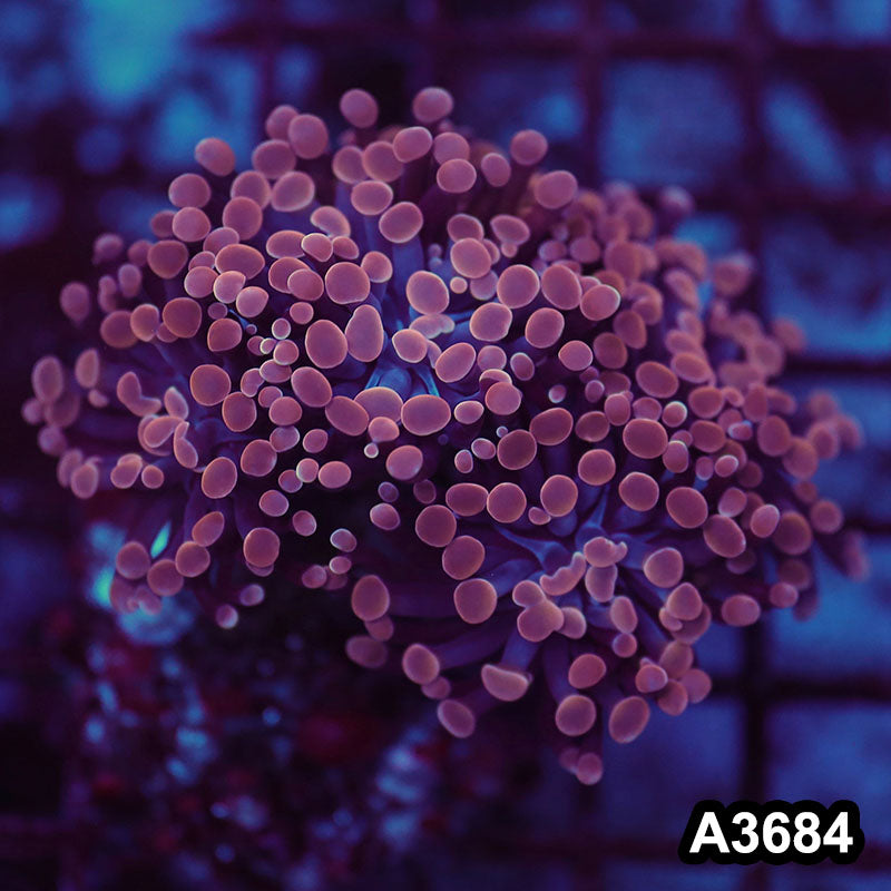 Item#A3684LW3684(S) WYSIWYG Indo Ultra Unique Branching Hammer Colony