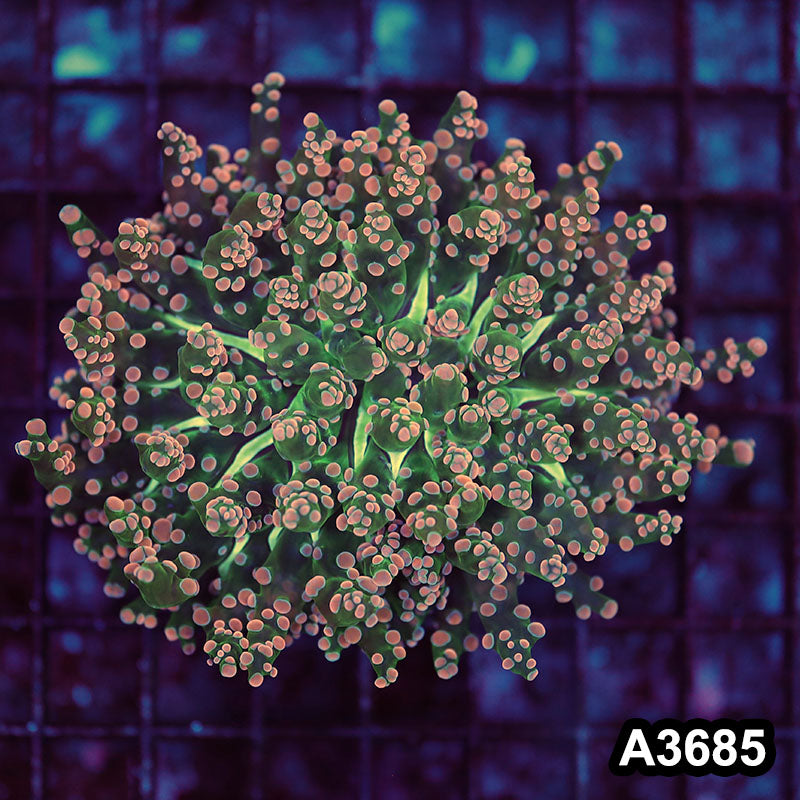 Item#A3685LW3685(M) WYSIWYG Indo Ultra Unique Octofrogspawn Colony