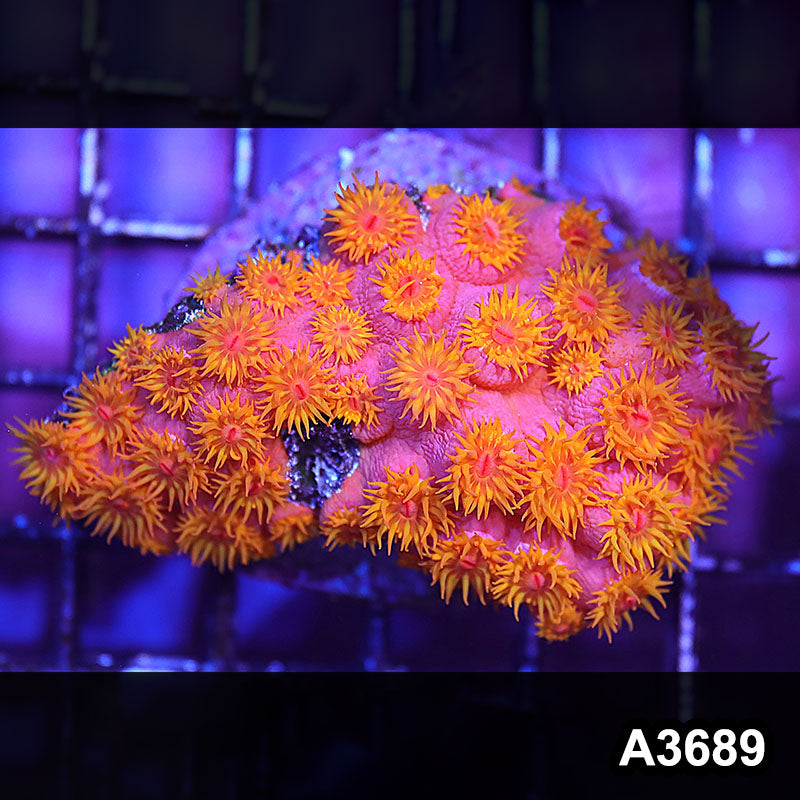 Item#A3689IN3689(S) WYSIWYG Aussie Ultra Sun Coral Mini Colony