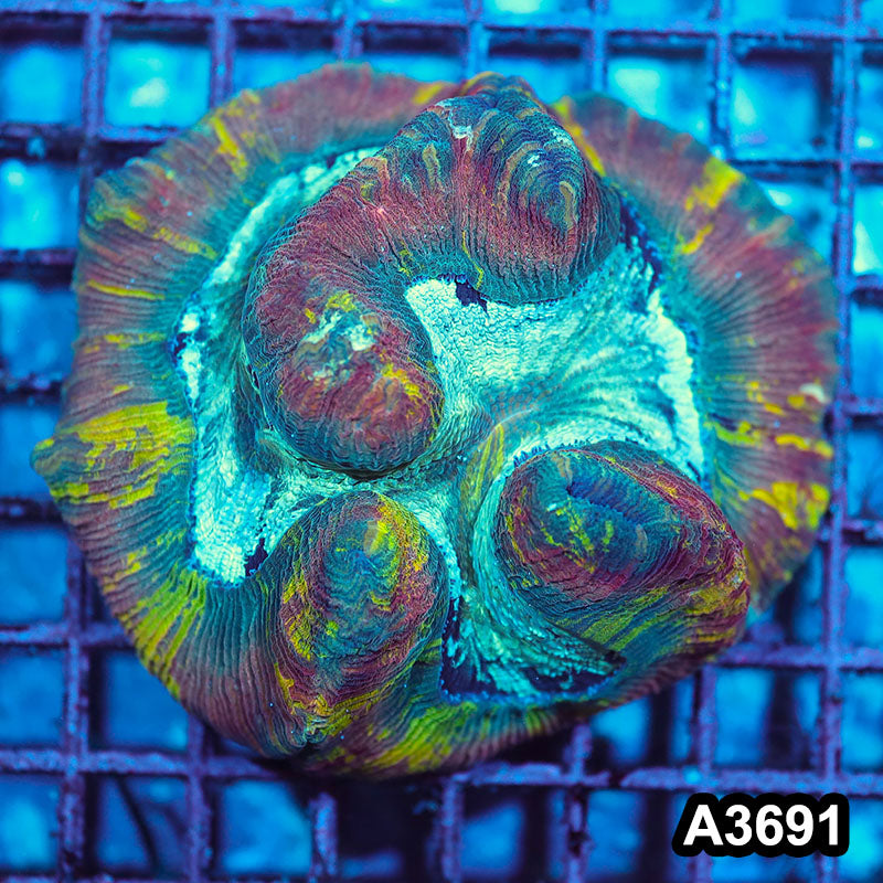 Item#A3691IN3691(M) WYSIWYG Indo Rainbow Wellsophyllia