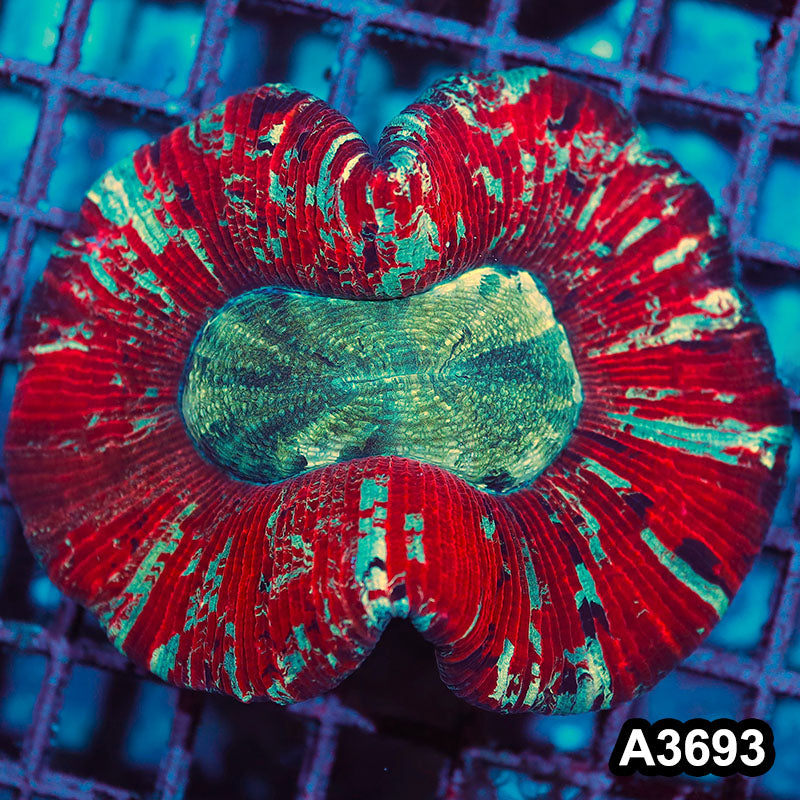 Item#A3693IN3693(M) WYSIWYG Indo Ultra Unique Trachyphyllia