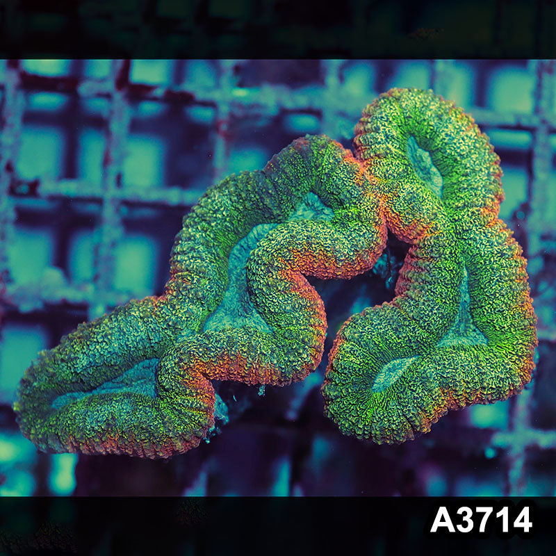 Item#A3714IN3714(S) WYSIWYG Aussie Ultra Unique Lobophyllia Colony