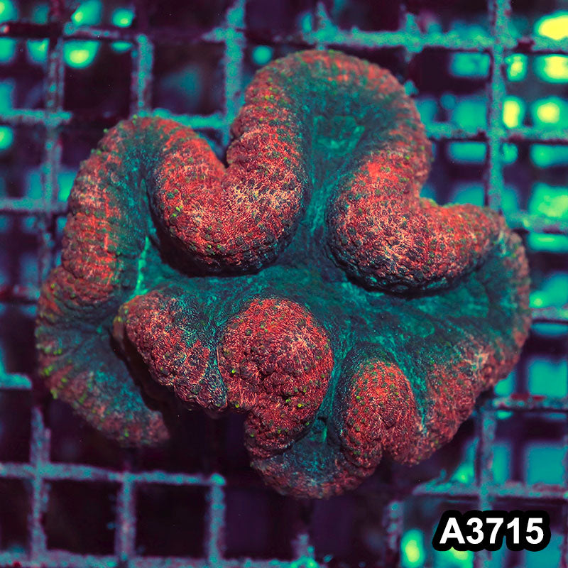 Item#A3715IN3715(S) WYSIWYG Aussie Ultra Unique Lobophyllia Colony