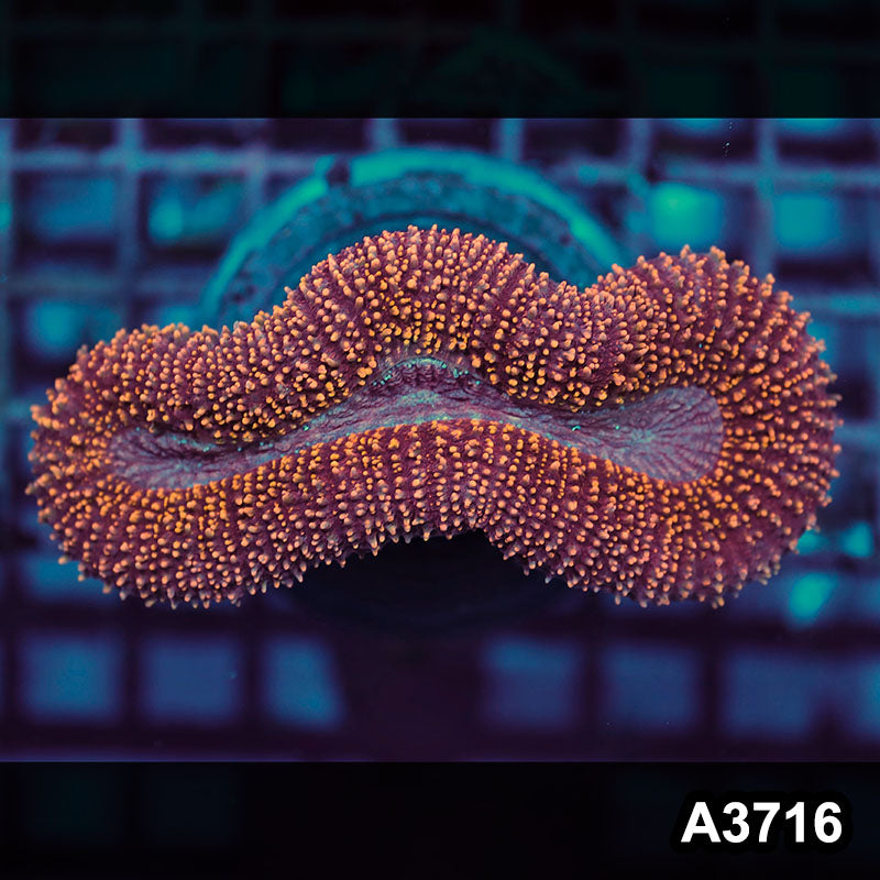 Item#A3716IN3716(S) WYSIWYG Indo Ultra Unique Lobophyllia