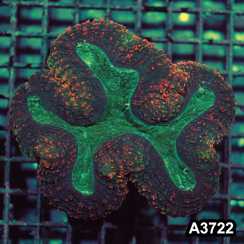 Item#A3722IN3722(M) WYSIWYG Aussie Ultra Symphyllia Colony