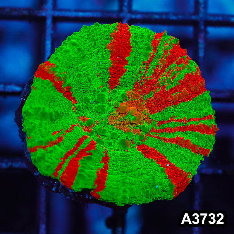 Item#A3732IN3732(S) WYSIWYG Aussie Ultra Bleeding Apple Scolymia