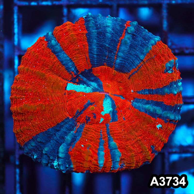 Item#A3734IN3734(S) WYSIWYG Aussie Ultra Unique War Paint Scolymia