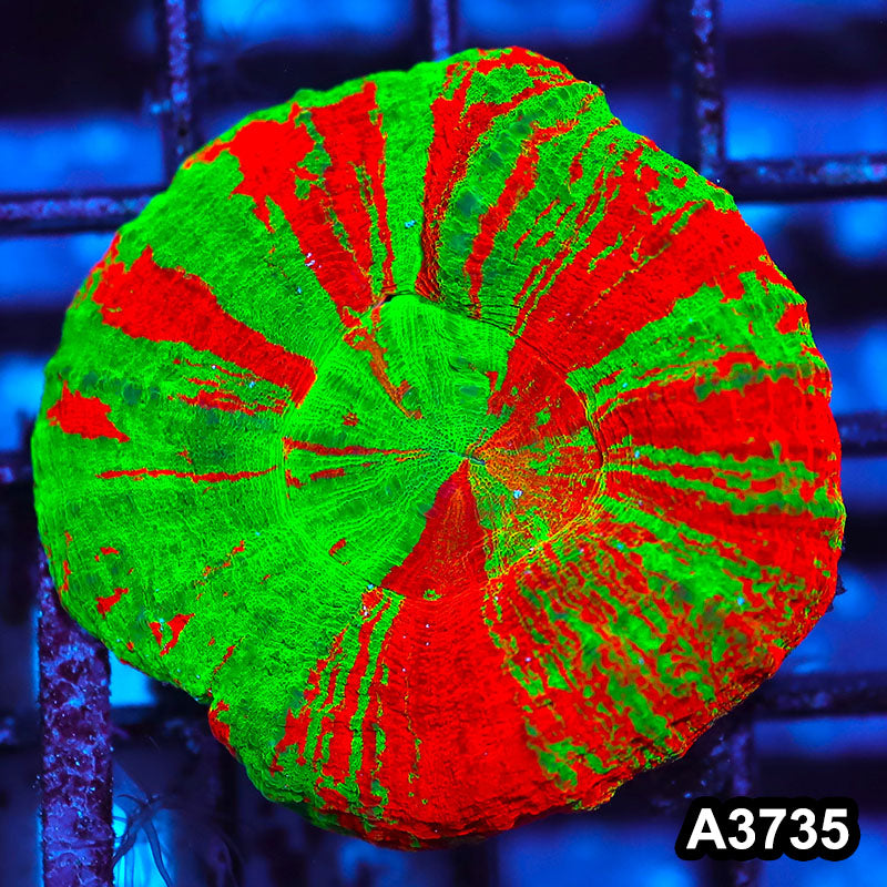 Item#A3735IN3735(S) WYSIWYG Aussie Ultra Bleeding Apple Scolymia