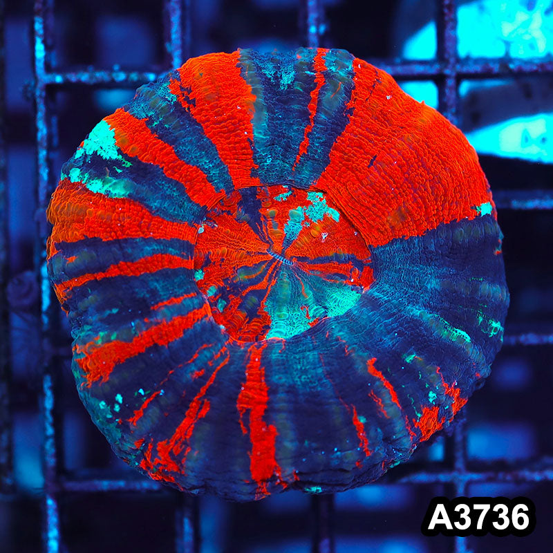 Item#A3736IN3736(S) WYSIWYG Aussie Ultra Unique War Paint Scolymia