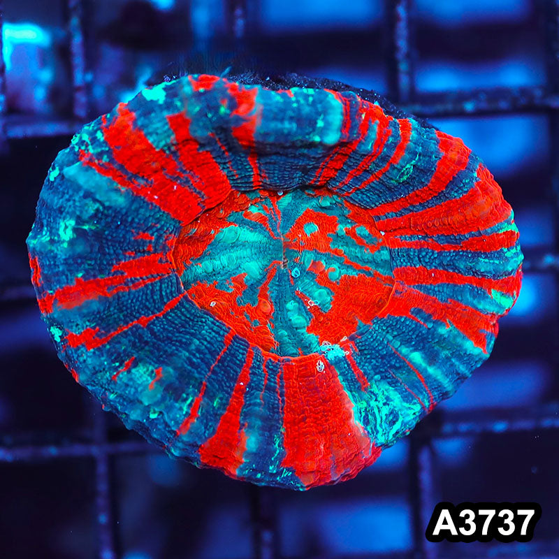 Item#A3737IN3737(S) WYSIWYG Aussie Ultra Unique War Paint Scolymia