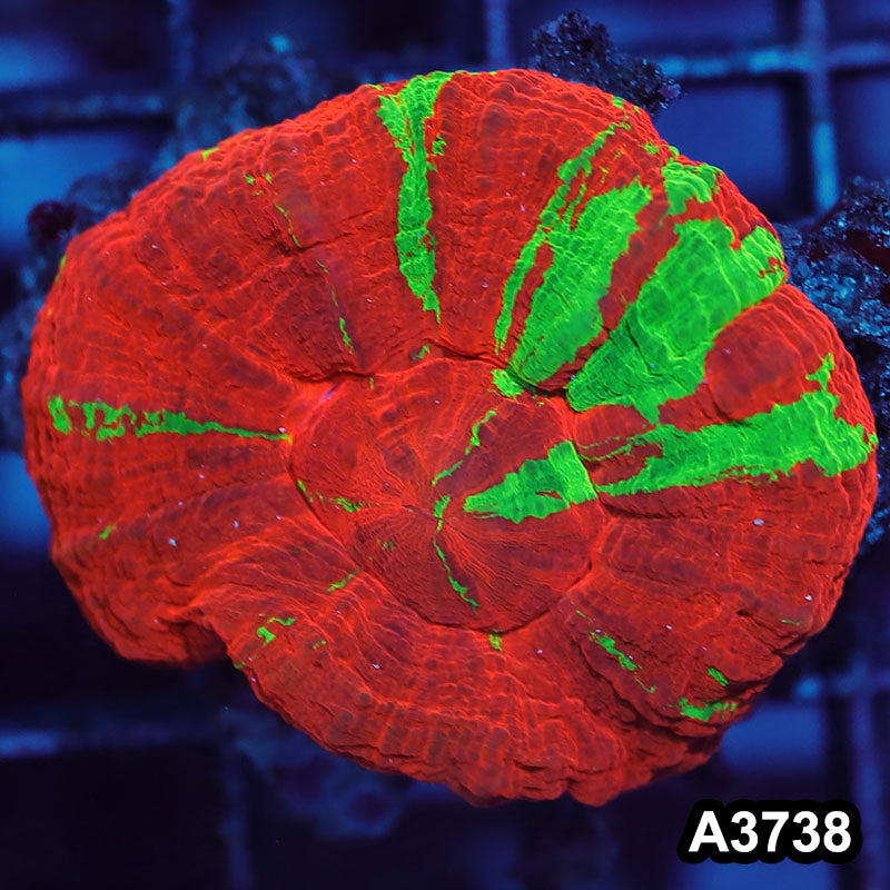 Item#A3738IN3738(S) WYSIWYG Aussie Ultra Unique Reverse Bleeding Apple Scolymia