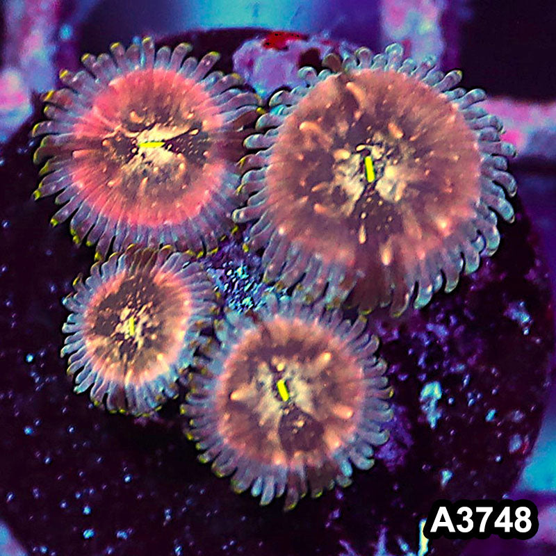 Item#A3748IN3748(S) WYSIWYG Indo Hawaiian People Eater Zoanthid Frag
