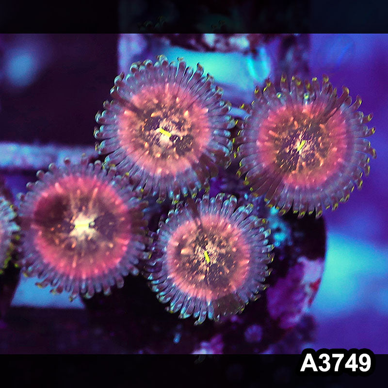 Item#A3749IN3749(S) WYSIWYG Indo Hawaiian People Eater Zoanthid Frag