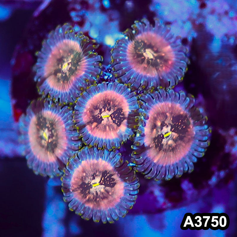 Item#A3750IN3750(S) WYSIWYG Indo Hawaiian People Eater Zoanthid Frag