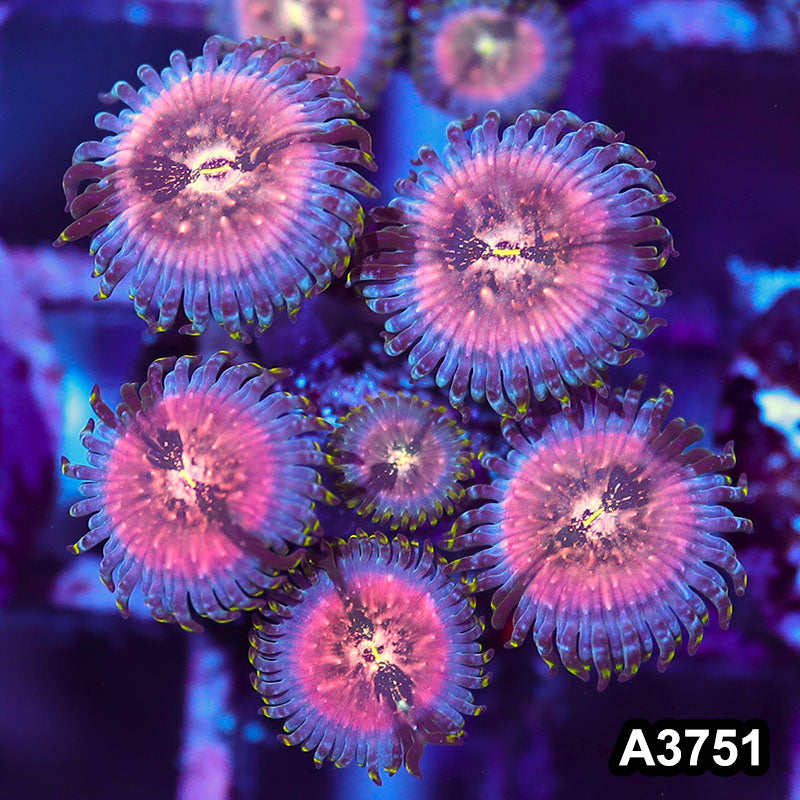 Item#A3751IN3751(S) WYSIWYG Indo Hawaiian People Eater Zoanthid Frag