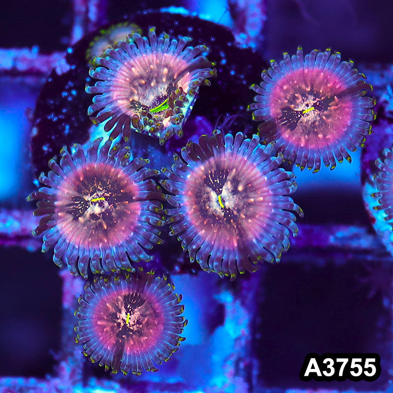 Item#A3755IN3755(S) WYSIWYG Indo Hawaiian People Eater Zoanthid Frag