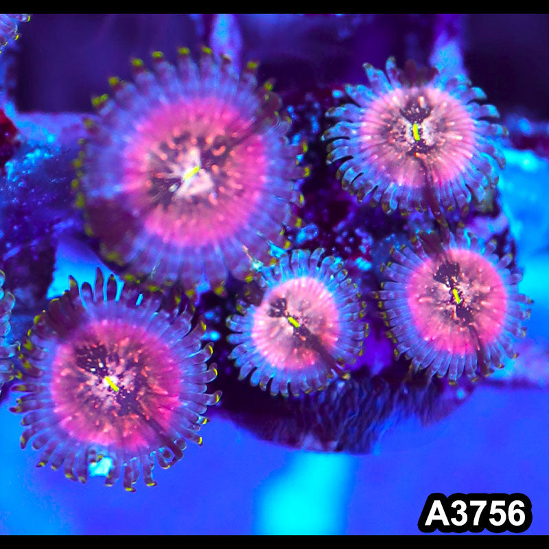 Item#A3756IN3756(S) WYSIWYG Indo Hawaiian People Eater Zoanthid Frag