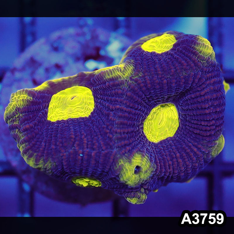 Item#A3759IN3759(S) WYSIWYG Aussie Ultra Unique Prism Favia Frag