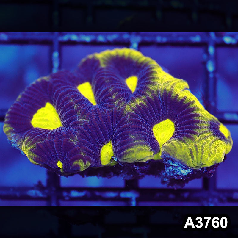 Item#A3760IN3760(S) WYSIWYG Aussie Ultra Unique Prism Favia Frag