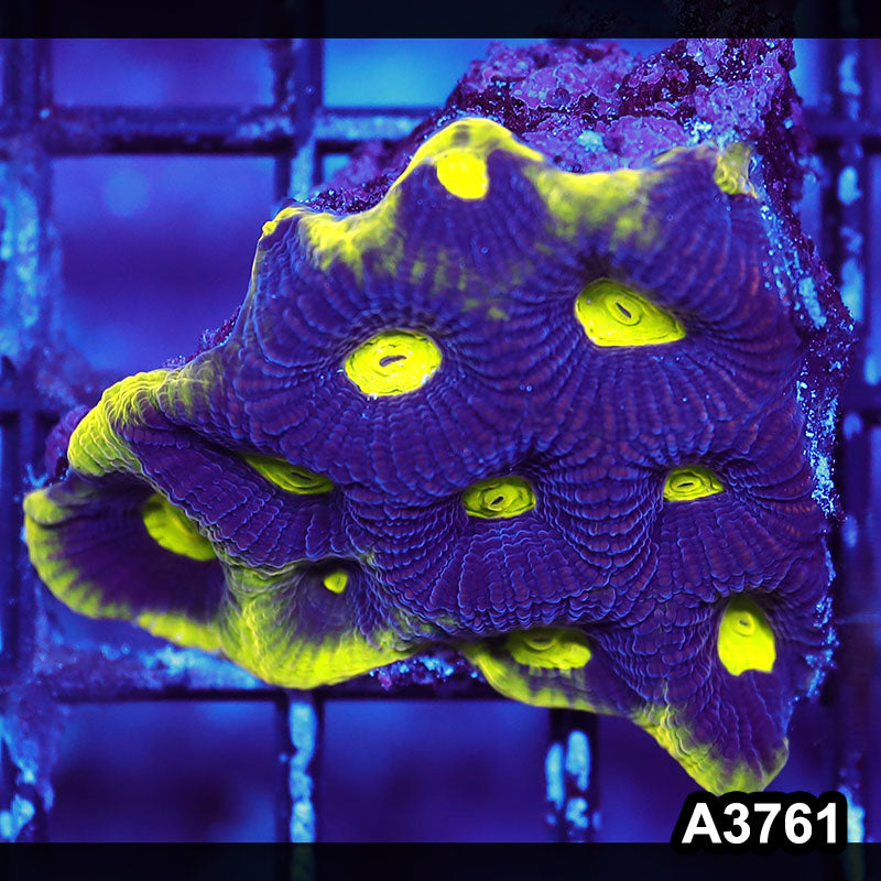 Item#A3761IN3761(S) WYSIWYG Aussie Ultra Unique Prism Favia Frag