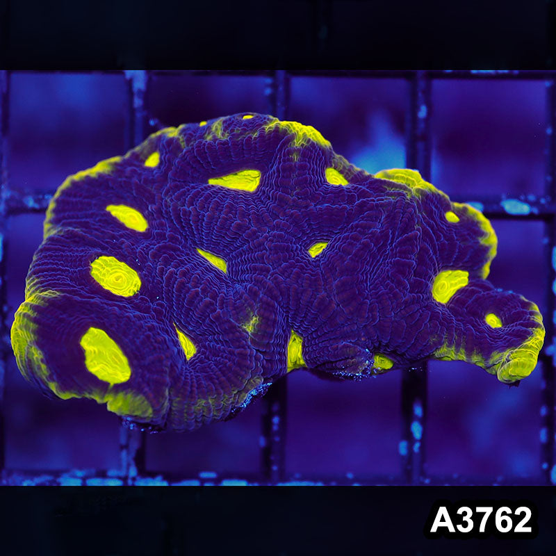 Item#A3762IN3762(S) WYSIWYG Aussie Ultra Unique Prism Favia Frag