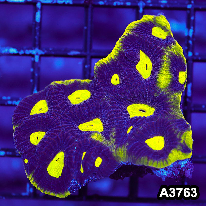 Item#A3763IN3763(S) WYSIWYG Aussie Ultra Unique Prism Favia Frag