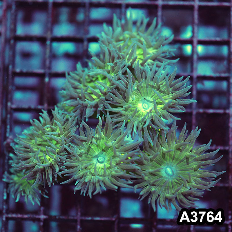 Item#A3764IN3764(M) WYSIWYG Aussie Duncan Colony