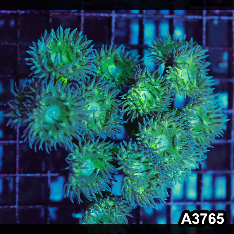 Item#A3765IN3765(M) WYSIWYG Aussie Duncan Colony