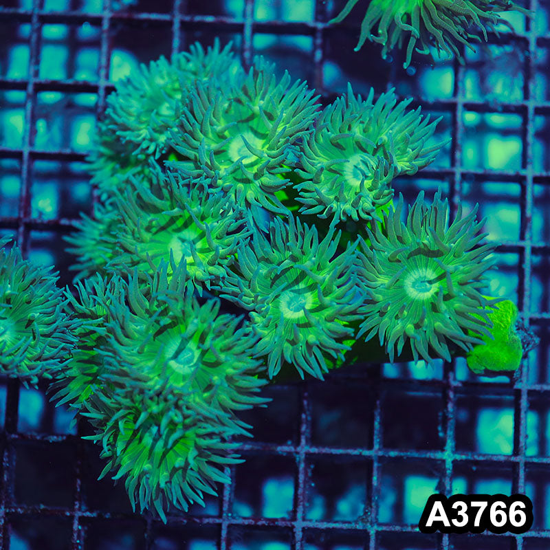 Item#A3766IN3766(M) WYSIWYG Aussie Duncan Colony