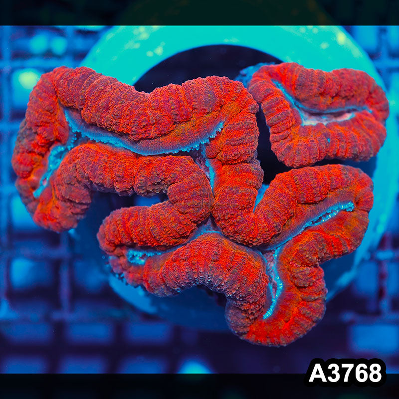 Item#A3768IN3786(L) WYSIWYG Aussie Ultra Unique Lobophyllia Colony