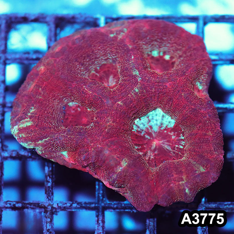 Item#A3775IN3775(M) WYSIWYG Aussie Ultra Unique Bowerbanki Mini Colony