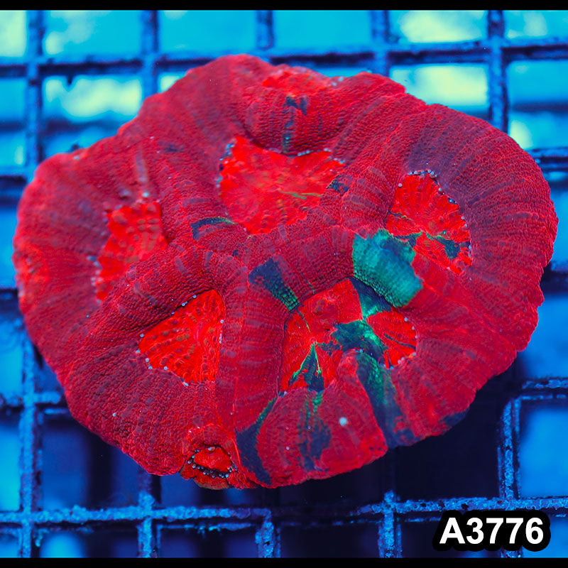 Item#A3776IN3776(M) WYSIWYG Aussie Ultra Unique Bowerbanki Mini Colony