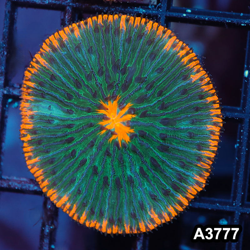 Item#A3777IN3777(S) WYSIWYG Indo Ultra Unique Fungia