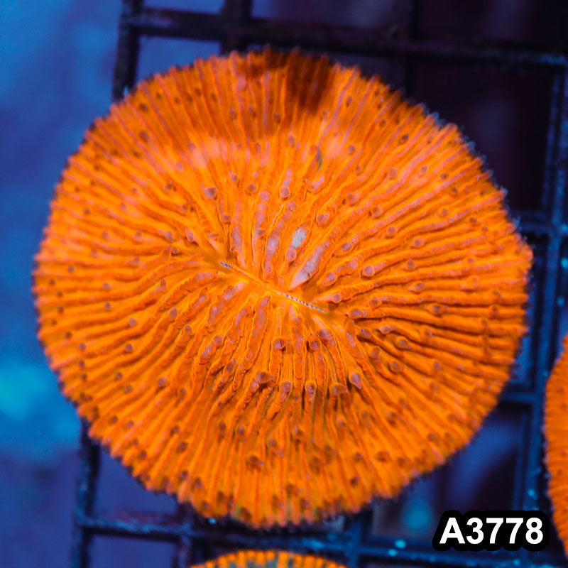 Item#A3778IN3778(S) WYSIWYG Indo Ultra Orange Fungia