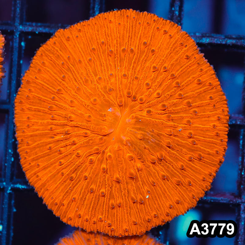 Item#A3779IN3779(M) WYSIWYG Indo Ultra Orange Fungia