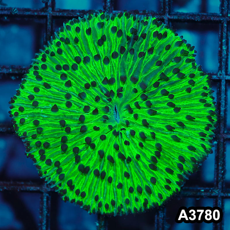 Item#A3780IN3780(S) WYSIWYG Indo Ultra Green Fungia