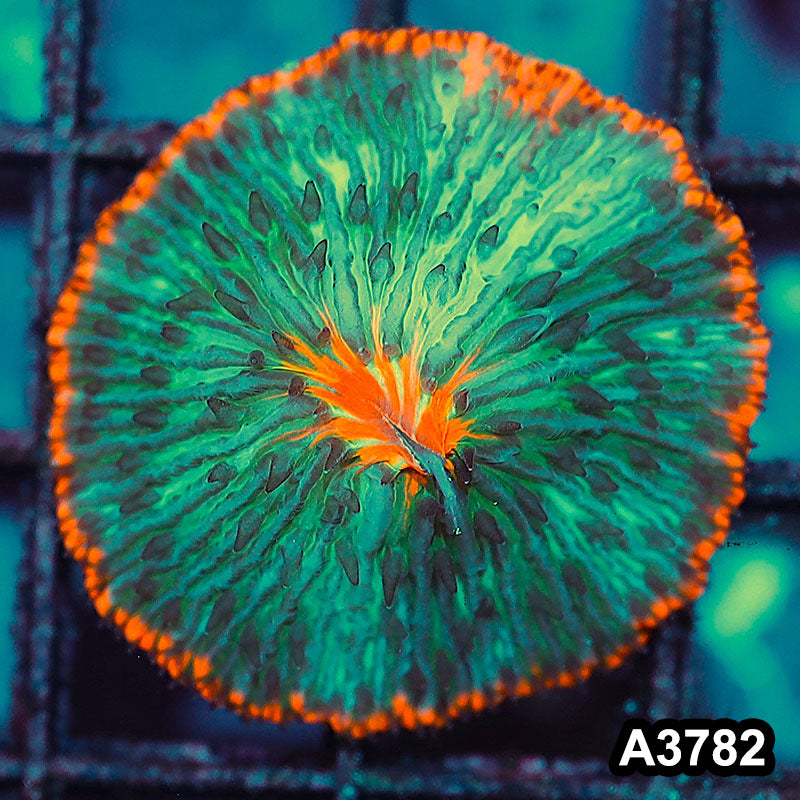 Item#A3782IN3782(S) WYSIWYG Indo Ultra Unique Fungia