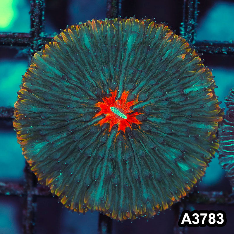 Item#A3783IN3783(S) WYSIWYG Indo Ultra Unique Fungia