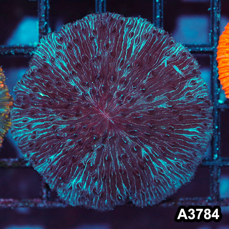 Item#A3784IN3784(M) WYSIWYG Indo Ultra Unique Fungia