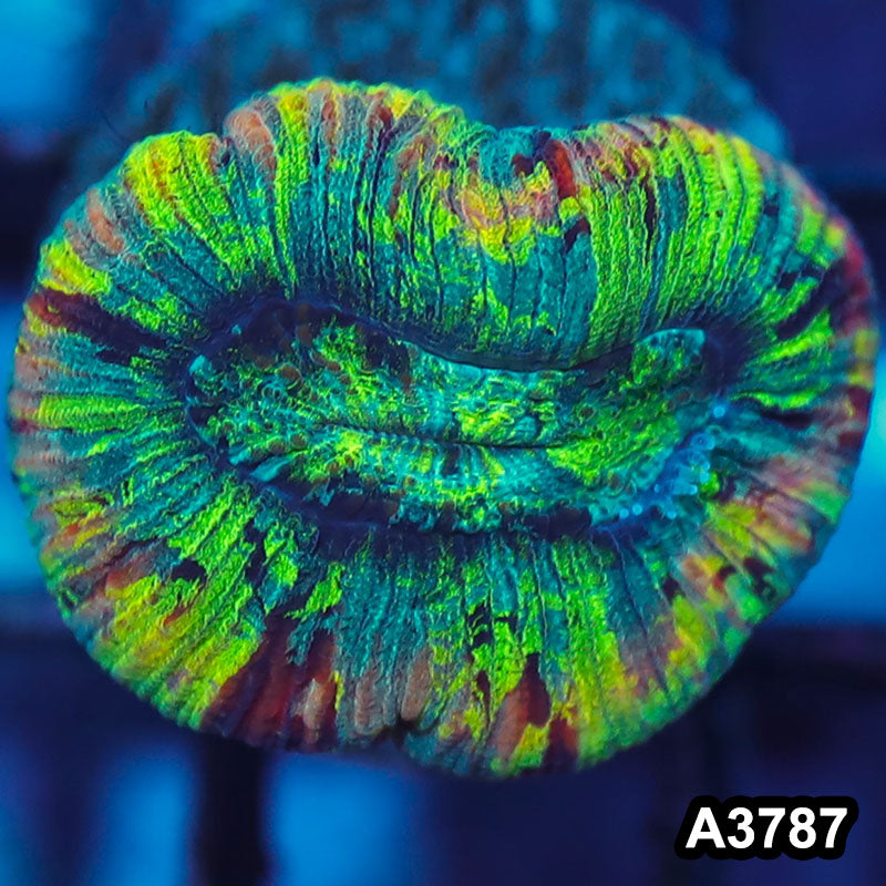 Item#A3787IN3787(XS) WYSIWYG Aussie Rainbow Trachyphyllia