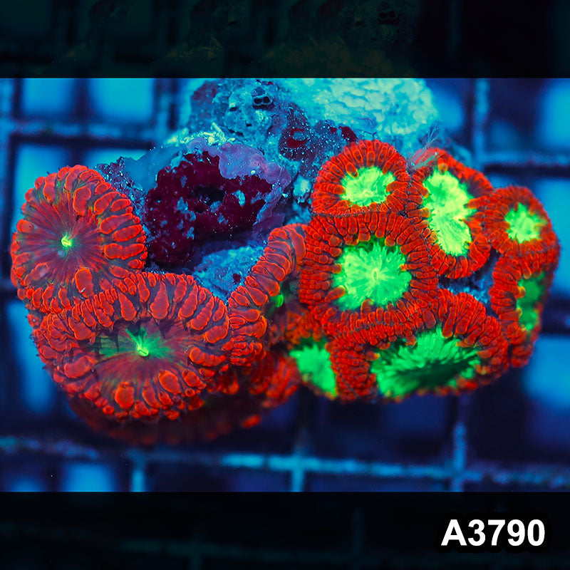 Item#A3790IN3790(S) WYSIWYG Indo Ultra Unique Blastomussa Combo