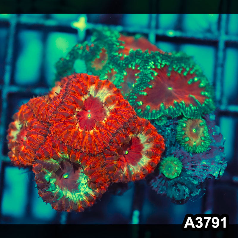 Item#A3791IN3791(S) WYSIWYG Indo Ultra Unique Blastomussa Combo